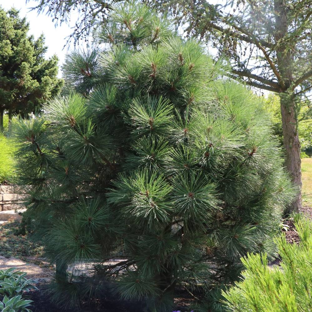 Pin Piramidal jeffreyi Joppi, conifer decorativ compact, vesnic verde, pentru gradina