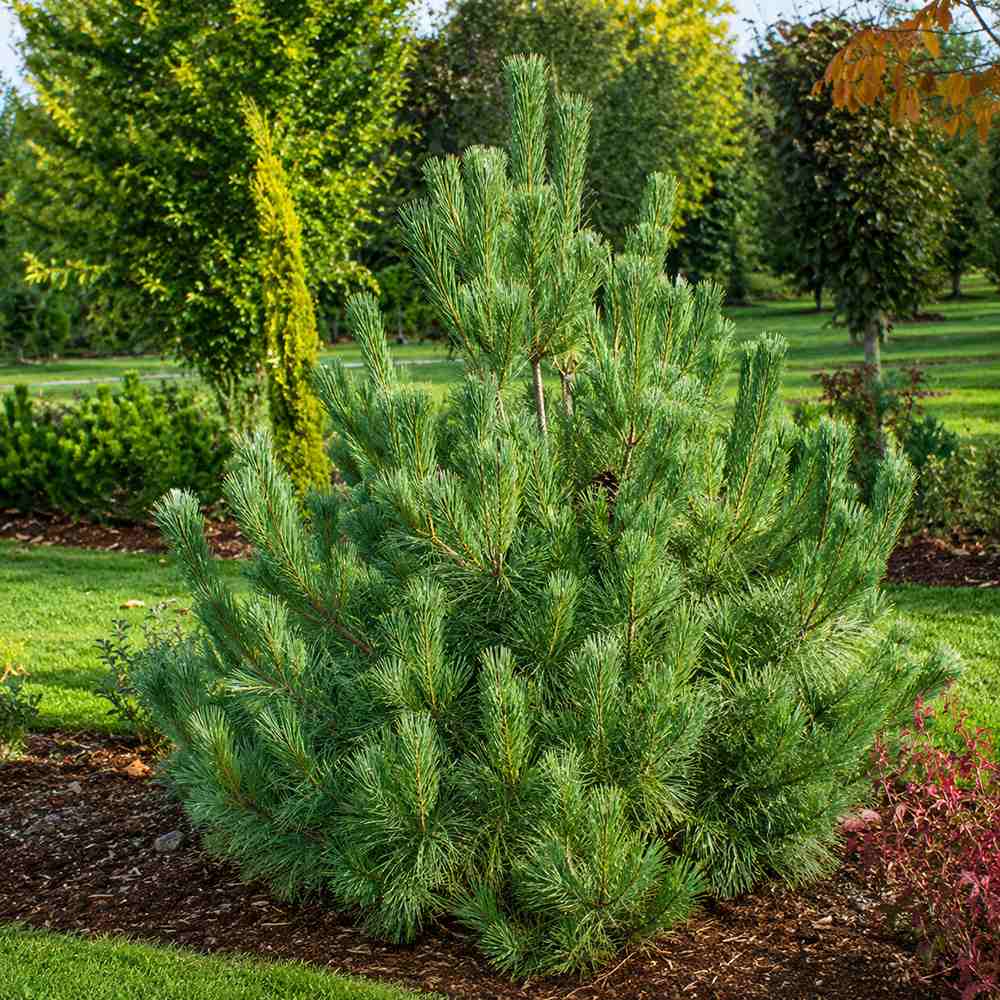 Pin monticola Ammerland, conifer vesnic verde cu ace moi albastre