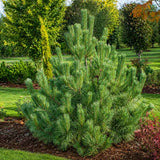 Pin monticola Ammerland, conifer vesnic verde cu ace moi albastre
