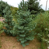 Pin monticola Ammerland, conifer vesnic verde cu ace moi albastre
