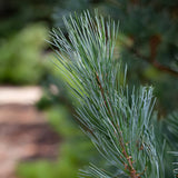 Pin monticola Ammerland, conifer vesnic verde cu ace moi albastre