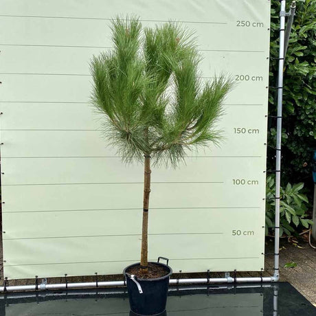 Pin Clasic Gresesc (Pinus Pinea), pin umbrela mediteranean si forma ornamentala unica