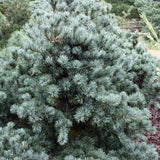 Pin Japonez Alb (Pinus parviflora ) Tempelhof, ace argintii-albastre, vesnic verde, compact