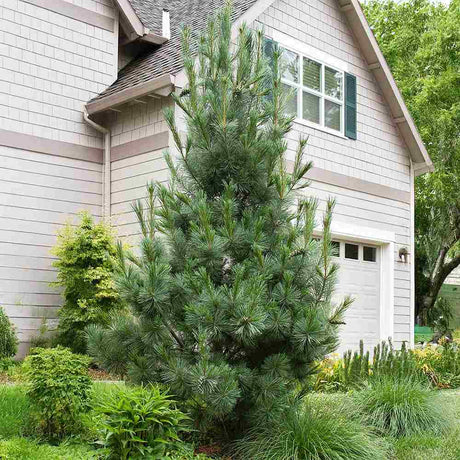 Pin Vanderwolf's Pyramid, pin ornamental cu frunzis albastru-verzui si forma piramidala