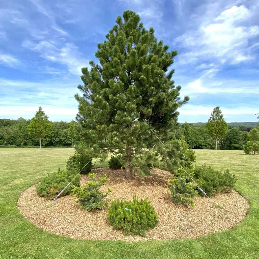 Pin austriac negru (Pinus nigra nigra), conifer ornamental rezistent, vesnic verde, crestere rapida
