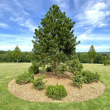 Pin austriac negru (Pinus nigra nigra), conifer ornamental rezistent, vesnic verde, crestere rapida