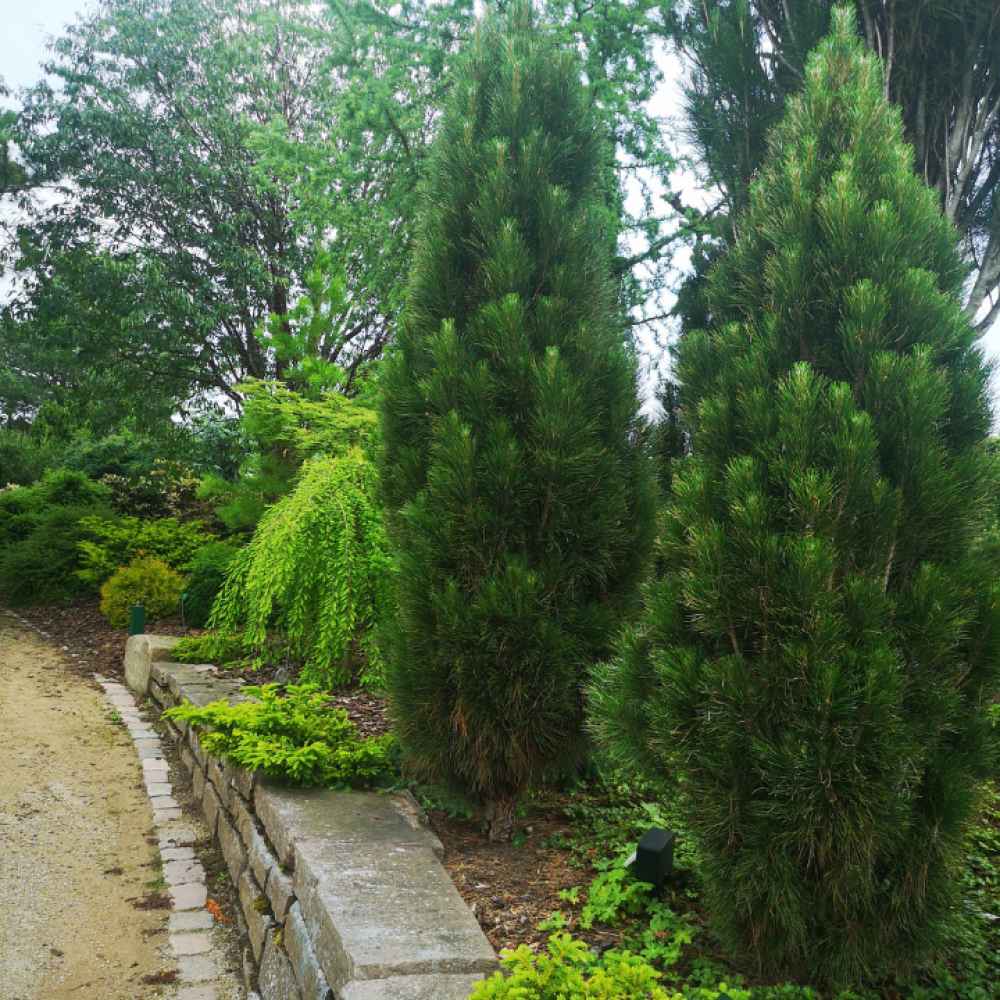 Pin Colulumnar Negru Green Tower, ace verzi-intens, pentru gradini mici si spatii inguste