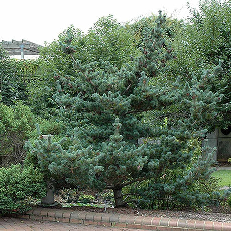 Black Friday - Reduceri Pin Japonez Albastru (Pinus Parvifolia Glauca), cu ace albastre si forma conica Promotie