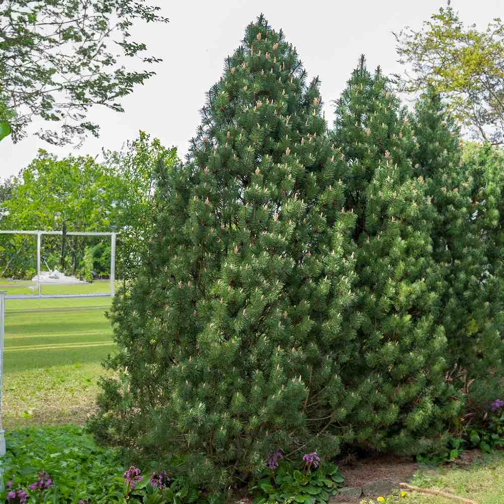 Pin Pitic Piramidal de Munte (Jneapan) Columbo, conifer compact vesnic verde pentru gradini si rocarii