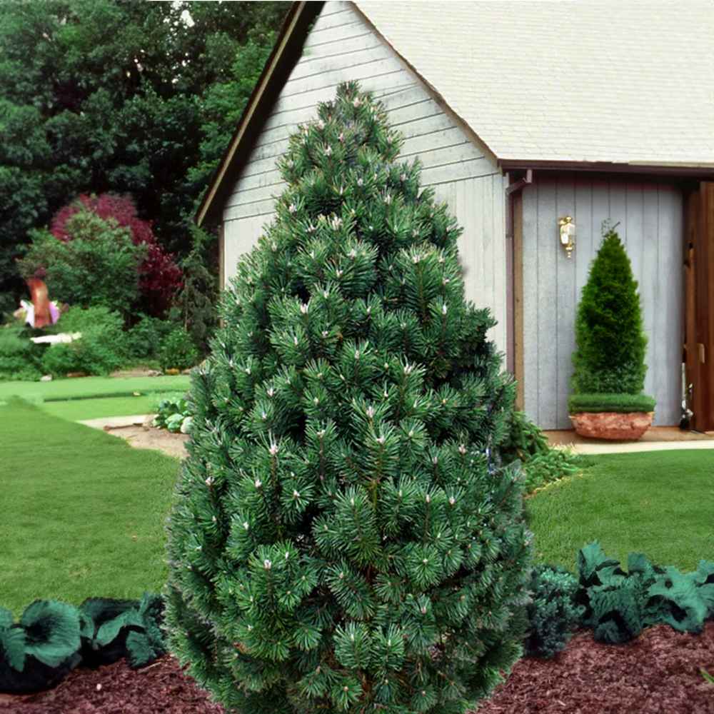 Pin Pitic Piramidal de Munte (Jneapan) Columbo, conifer compact vesnic verde pentru gradini si rocarii