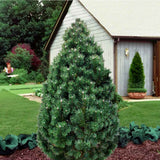Pin Pitic Piramidal de Munte (Jneapan) Columbo, conifer compact vesnic verde pentru gradini si rocarii