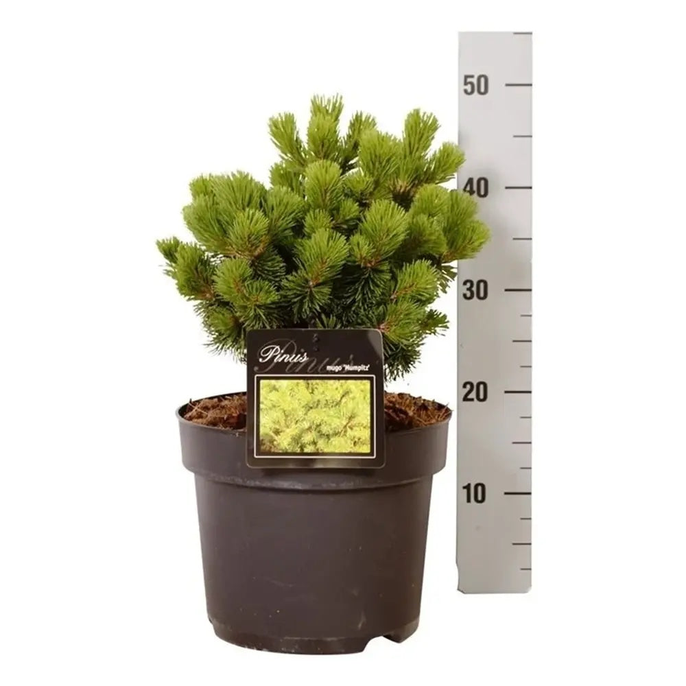 Pin Pitic de Munte (Jneapan) Mumpitz, conifer compact vesnic verde pentru gradini si rocarii