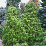 Pin Pitic de Munte (Jneapan) Mumpitz, conifer compact vesnic verde pentru gradini si rocarii