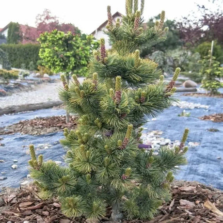 Pin japonez alb (Pinus parviflora) Chikuza-Goten, compact, vesnic verde, ace albastre-verzi