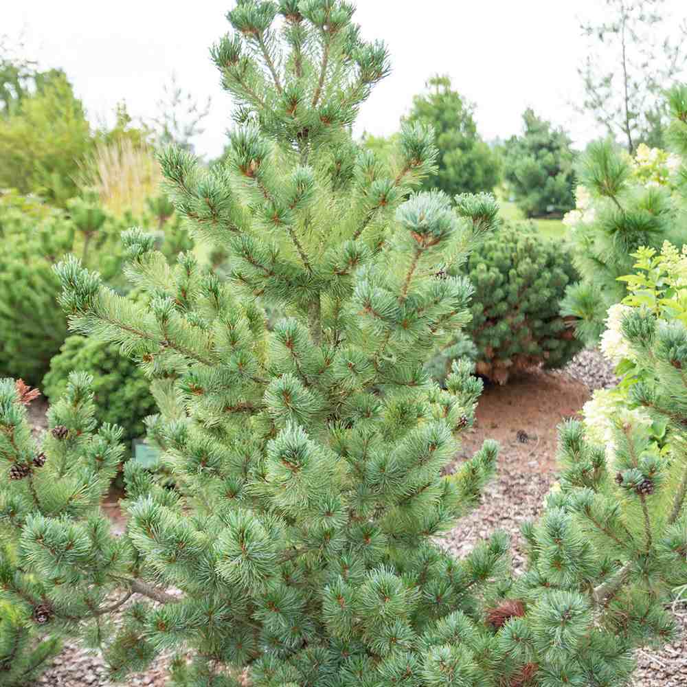 Pin japonez alb (Pinus parviflora) Chikuza-Goten, compact, vesnic verde, ace albastre-verzi