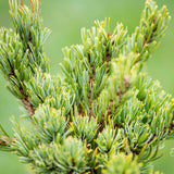 Pin japonez alb (Pinus parviflora) Chikuza-Goten, compact, vesnic verde, ace albastre-verzi