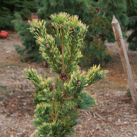 Pin alb japonez Shikoku (Pinus parviflora), conifer pitic, ace albastre cu varfuri aurii, pin bonsai rezistent
