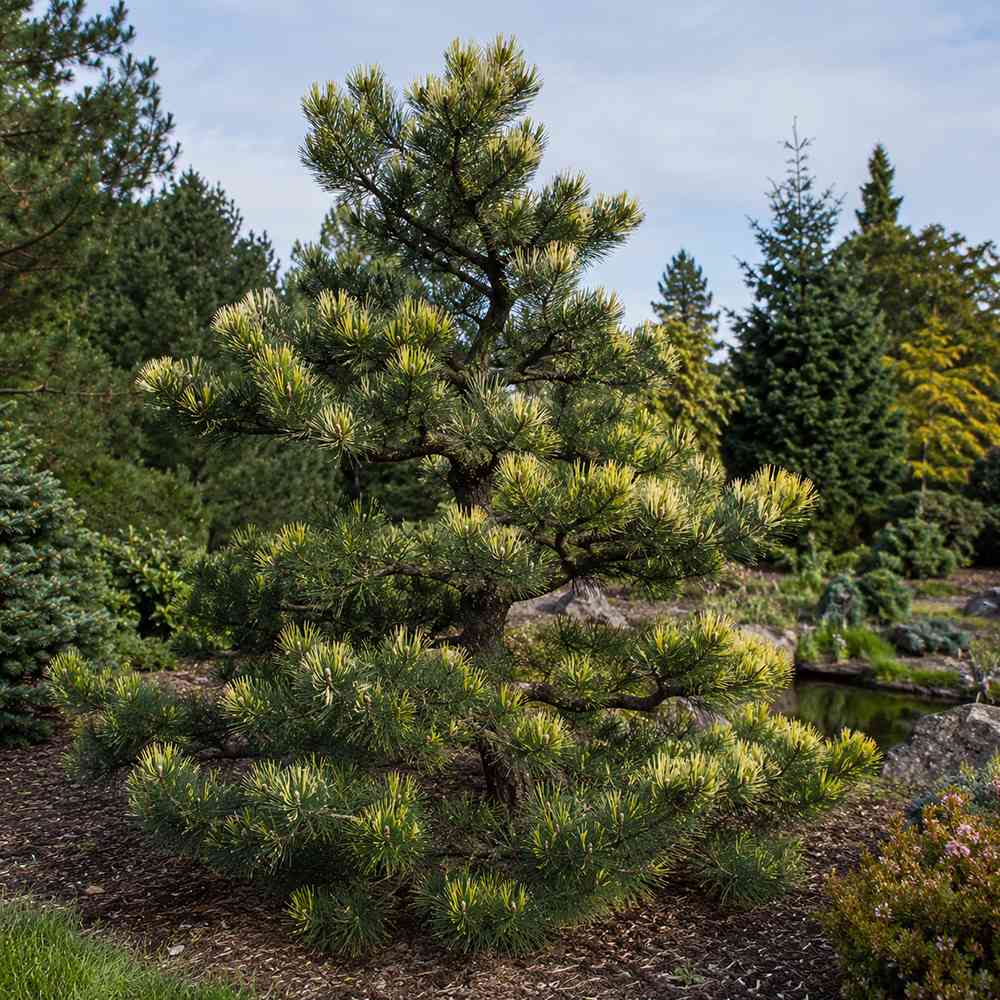 Pin alb japonez Shikoku (Pinus parviflora), conifer pitic, ace albastre cu varfuri aurii, pin bonsai rezistent