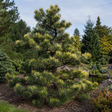 Pin alb japonez Shikoku (Pinus parviflora), conifer pitic, ace albastre cu varfuri aurii, pin bonsai rezistent