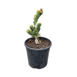 Pin alb japonez Shikoku (Pinus parviflora), conifer pitic, ace albastre cu varfuri aurii, pin bonsai rezistent