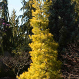 Pin Alb Louie Auriu (Pinus Strobus),, conifer decorativ auriu, crestere rapida, rezistent, soare