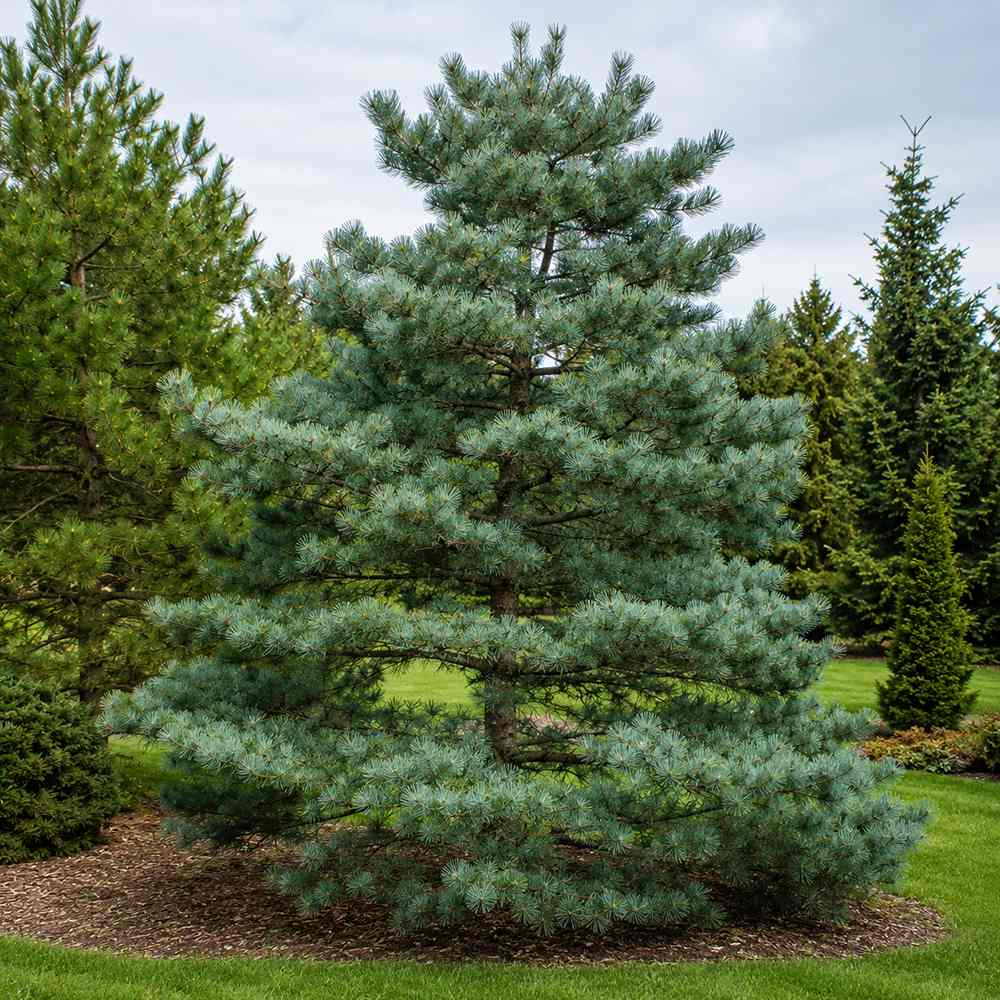 Pin Scotian Blue Pearl, conifer cu ace albastru, compact, vesnic verde