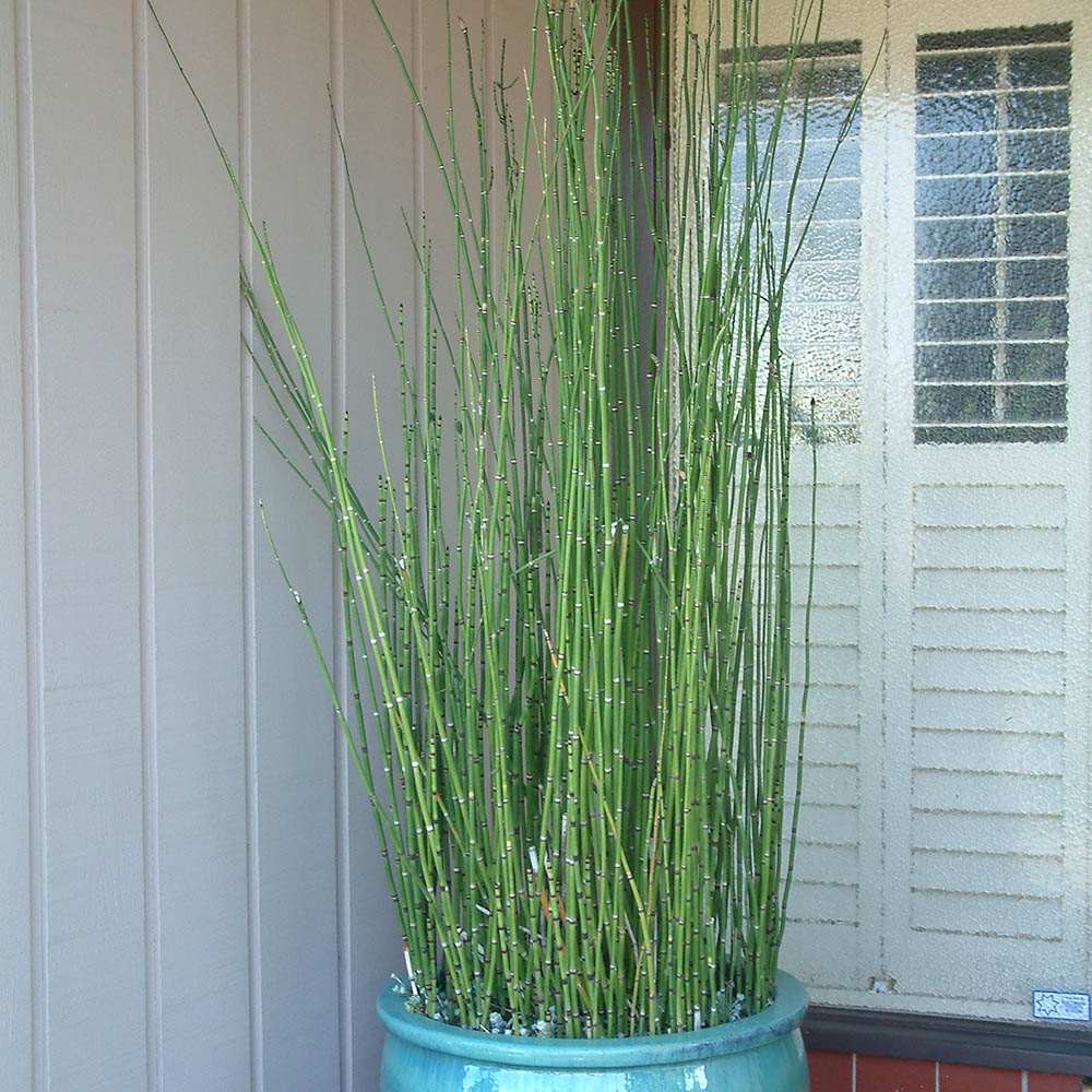 Coada Calului de Iarna, Pipirig (Equisetum Hyemale), port erect cilindric