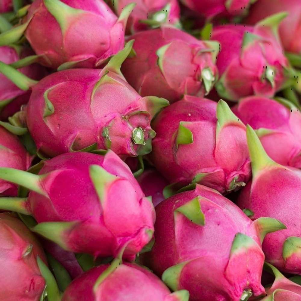 Fructul Pitaya rosie (Hylocereus hybridum) cactus exotic cu fructe dulci racoritor, aroma kiwi si para, pupla roz si flori parfumate