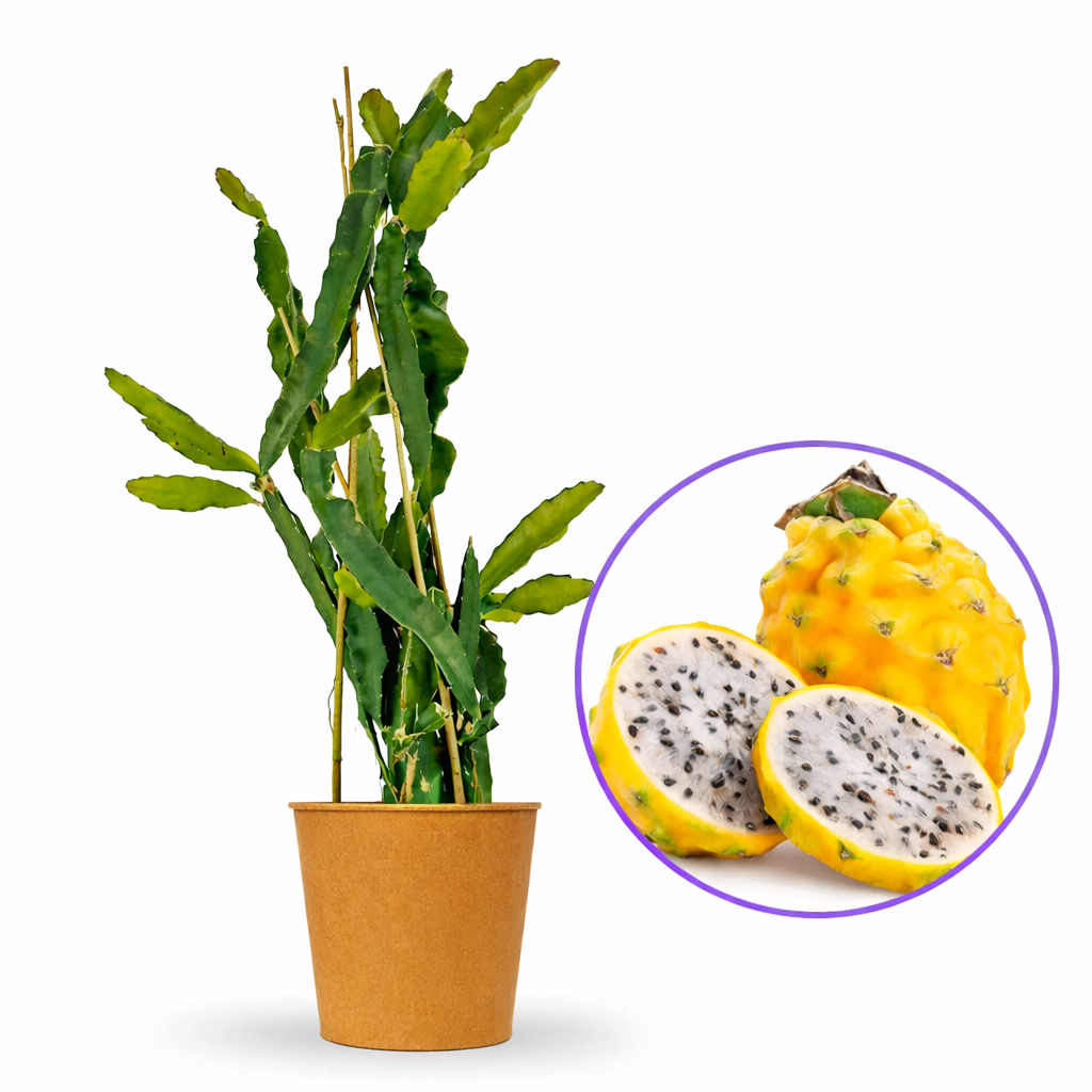 Fructul Dragonului Galben (Pitaya amarilla), planta exotica cu fructe exotice galbene si aromate, foarte dulci si aromate