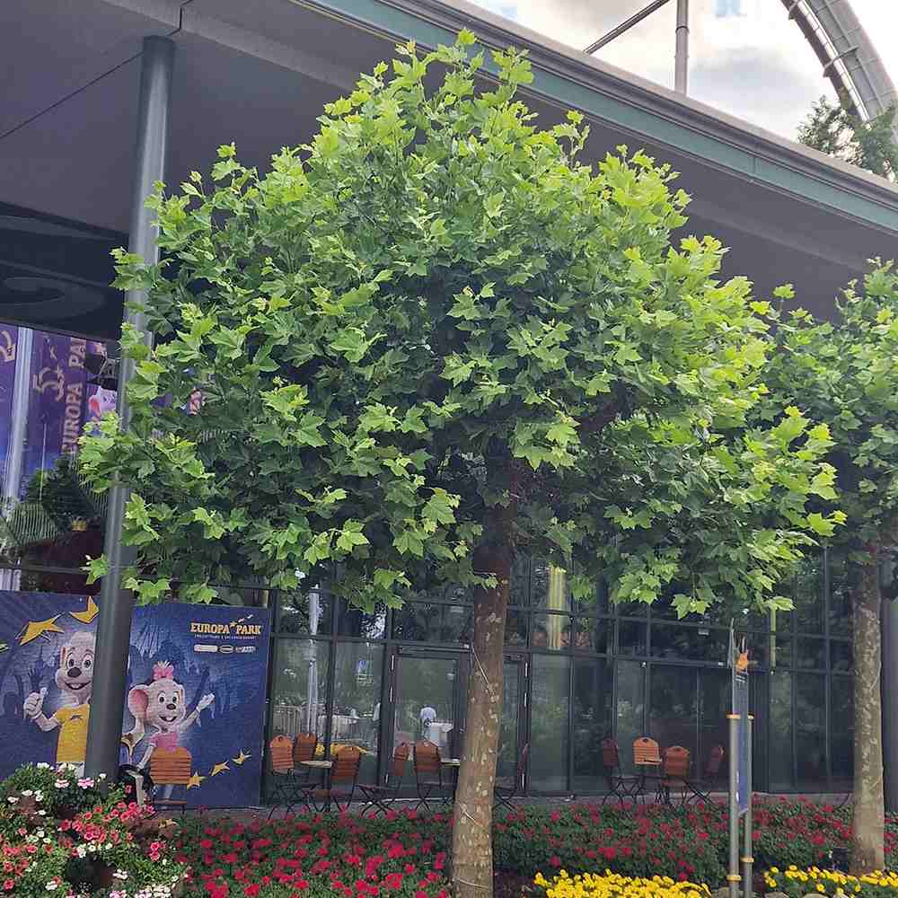 Platan Englezesc (Platanus acerifolia occidentalis)
