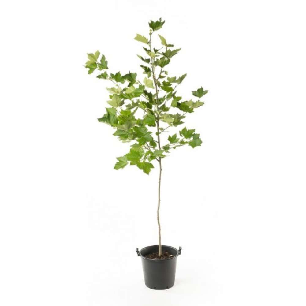 Platan de Londra (Platanus acerifolia Hispanica), copac cu scoarta decojita decorativa, frunze mari palmate, cresterea rapida, perfect pentru umbra