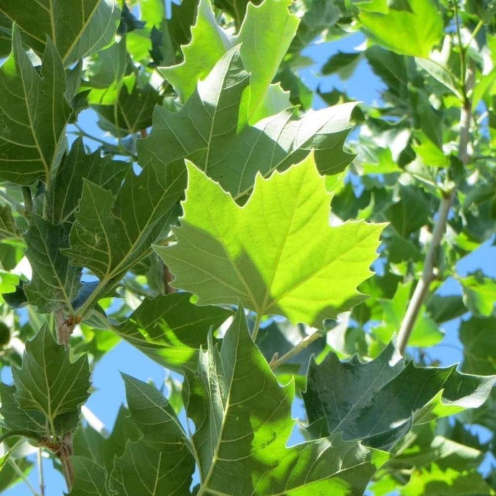 Platan de Londra (Platanus acerifolia Hispanica), copac cu scoarta decojita decorativa, frunze mari palmate, cresterea rapida, perfect pentru umbra