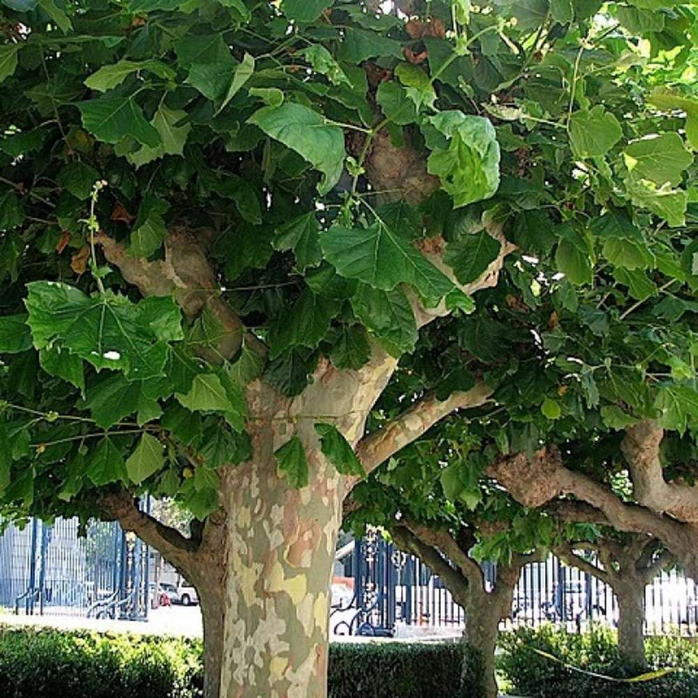 Platan de Londra (Platanus acerifolia Hispanica), copac cu scoarta decojita decorativa, frunze mari palmate, cresterea rapida, perfect pentru umbra
