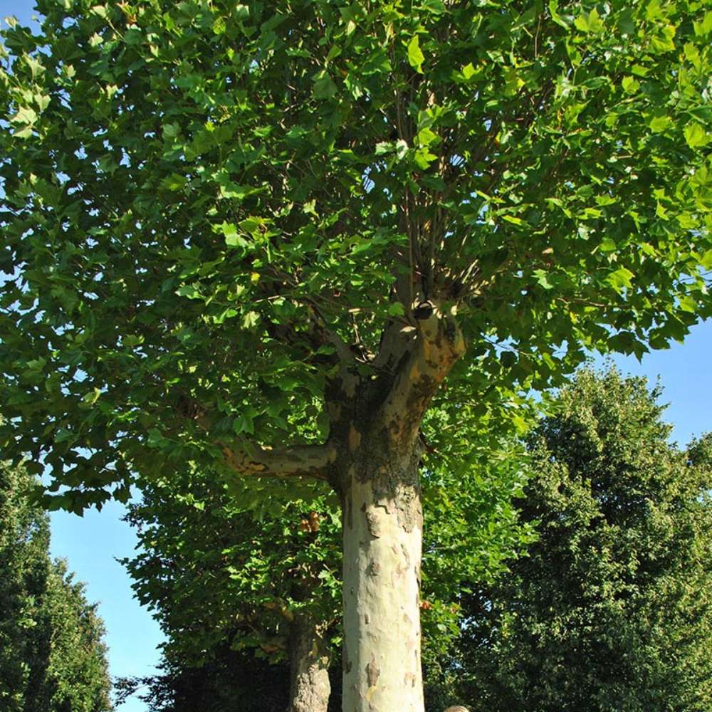 Platan de Londra (Platanus acerifolia Hispanica), copac cu scoarta decojita decorativa, frunze mari palmate, cresterea rapida, perfect pentru umbra