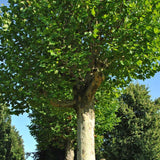 Platan de Londra (Platanus acerifolia Hispanica), copac cu scoarta decojita decorativa, frunze mari palmate, cresterea rapida, perfect pentru umbra