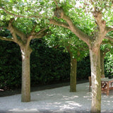 Platan de Londra (Platanus acerifolia Hispanica), copac cu scoarta decojita decorativa, frunze mari palmate, cresterea rapida, perfect pentru umbra