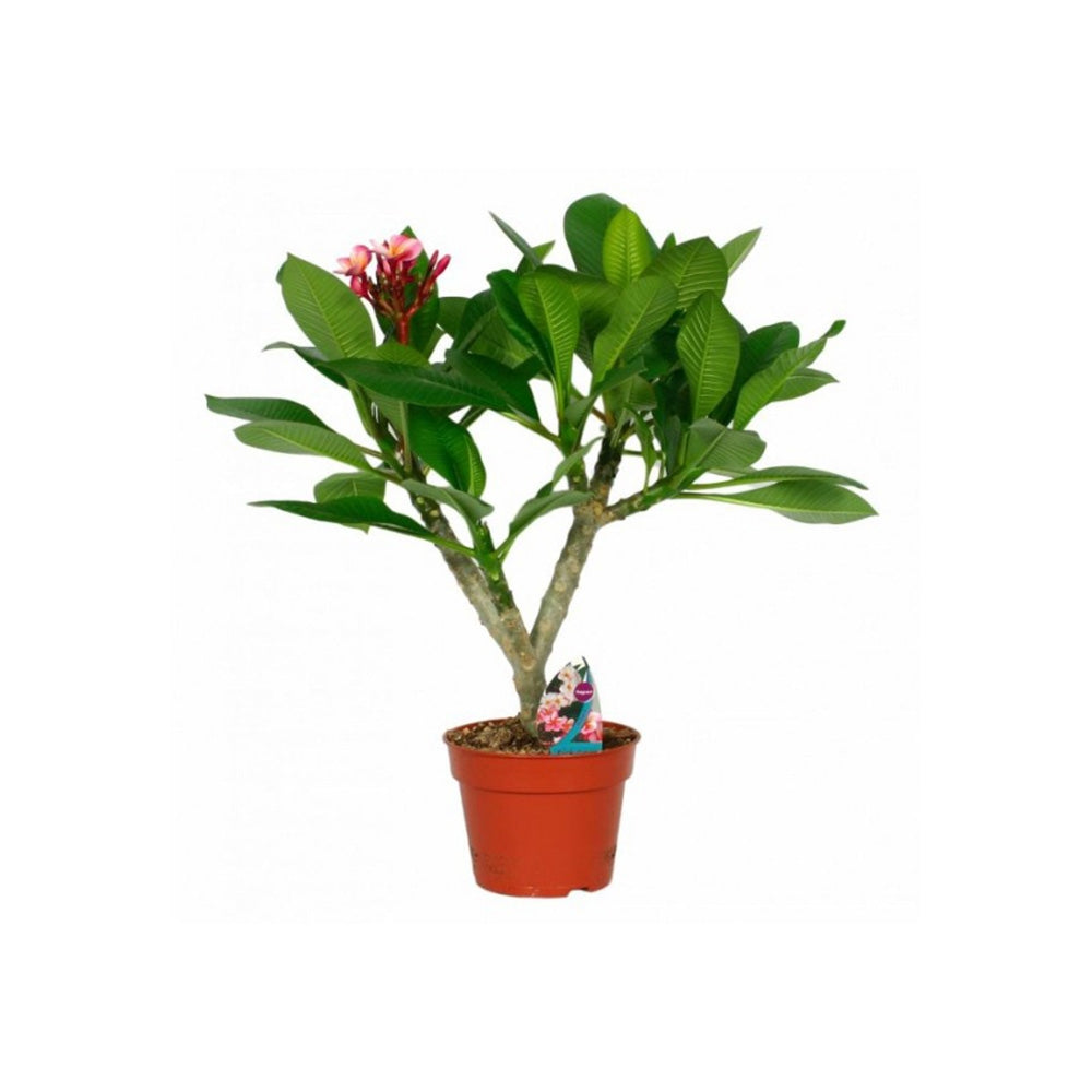 Plumeria rubra Hawaiian, planta de interior tropicala cu flori intens parfumate rosu