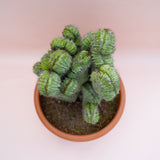 Cactus Polaskia chichipe, cactus crestat albastru-verzui, rar de colectie, planta exotica decorativa de interior - 40 cm