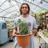 Cactus Polaskia chichipe, cactus crestat albastru-verzui, rar de colectie, planta exotica decorativa de interior - 40 cm