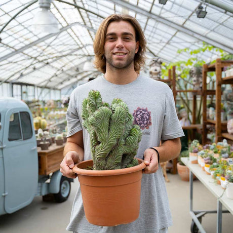 Cactus Polaskia chichipe, cactus crestat albastru-verzui, rar de colectie, planta exotica decorativa de interior - 40 cm