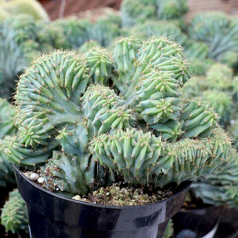 Cactus Polaskia chichipe, cactus crestat albastru-verzui, rar de colectie, planta exotica decorativa de interior - 40 cm
