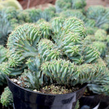 Cactus Polaskia chichipe, cactus crestat albastru-verzui, rar de colectie, planta exotica decorativa de interior - 40 cm