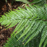 Feriga de stanca coreeana (Polystichum tsus-simense), textura fina, elegant, pentur gradini urbane