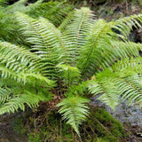 Feriga de stanca coreeana (Polystichum tsus-simense), textura fina, elegant, pentur gradini urbane