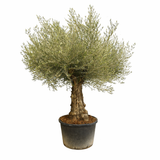 Maslin Batran Arbequina Aclimatizat, trunchi gros noduros, maslin matur autentic 80-100 ani, vesnic verde, ornamental - 300 cm