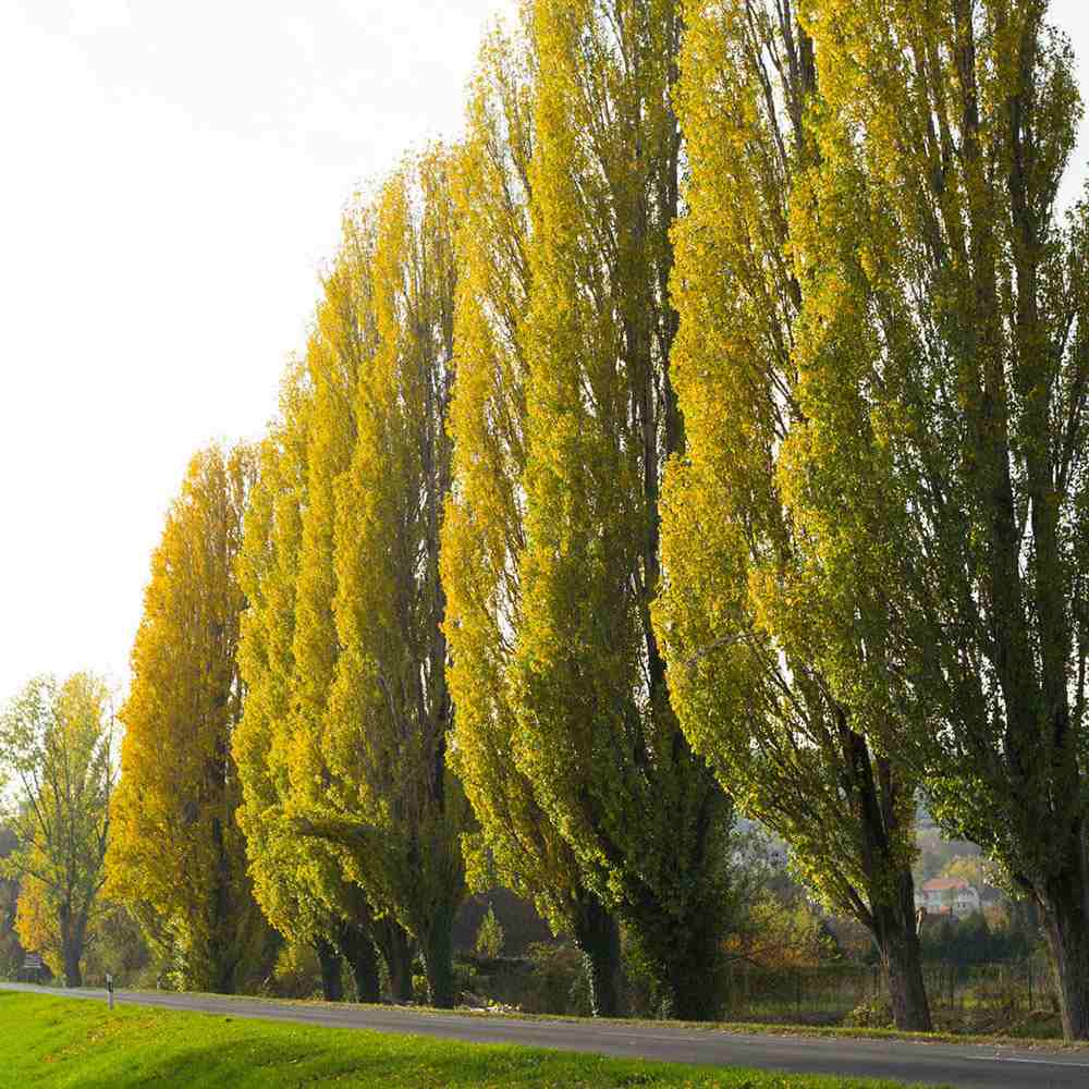 Plop columnar auriu (Populus nigra italica) Lombardy Gold, Arbore ornamental cu crestere rapida