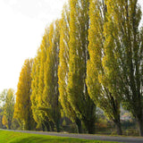 Plop columnar auriu (Populus nigra italica) Lombardy Gold, Arbore ornamental cu crestere rapida