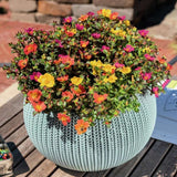 Floarea de piatra (Portucala Grandiflora), mix 4 culori in ghiveci, flori rosii, galbene, roz si portocalii, planta decorativa de vara