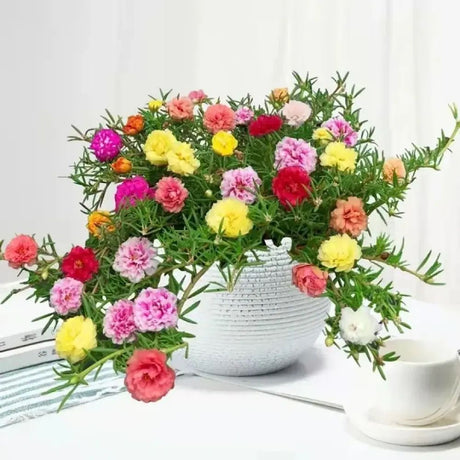 Floarea de piatra (Portucala Grandiflora), mix 4 culori in ghiveci, flori rosii, galbene, roz si portocalii, planta decorativa de vara