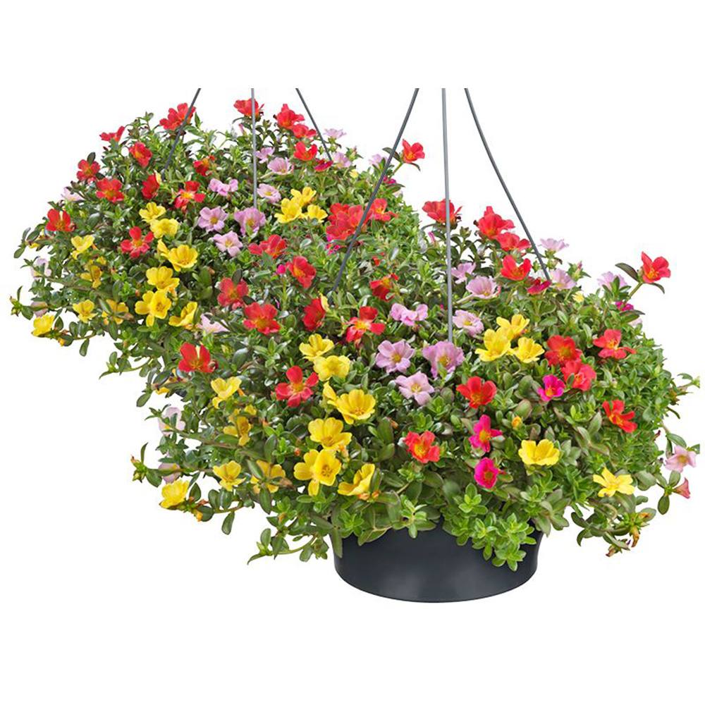 Floarea de piatra (Portucala Grandiflora), mix 4 culori in ghiveci, flori rosii, galbene, roz si portocalii, planta decorativa de vara